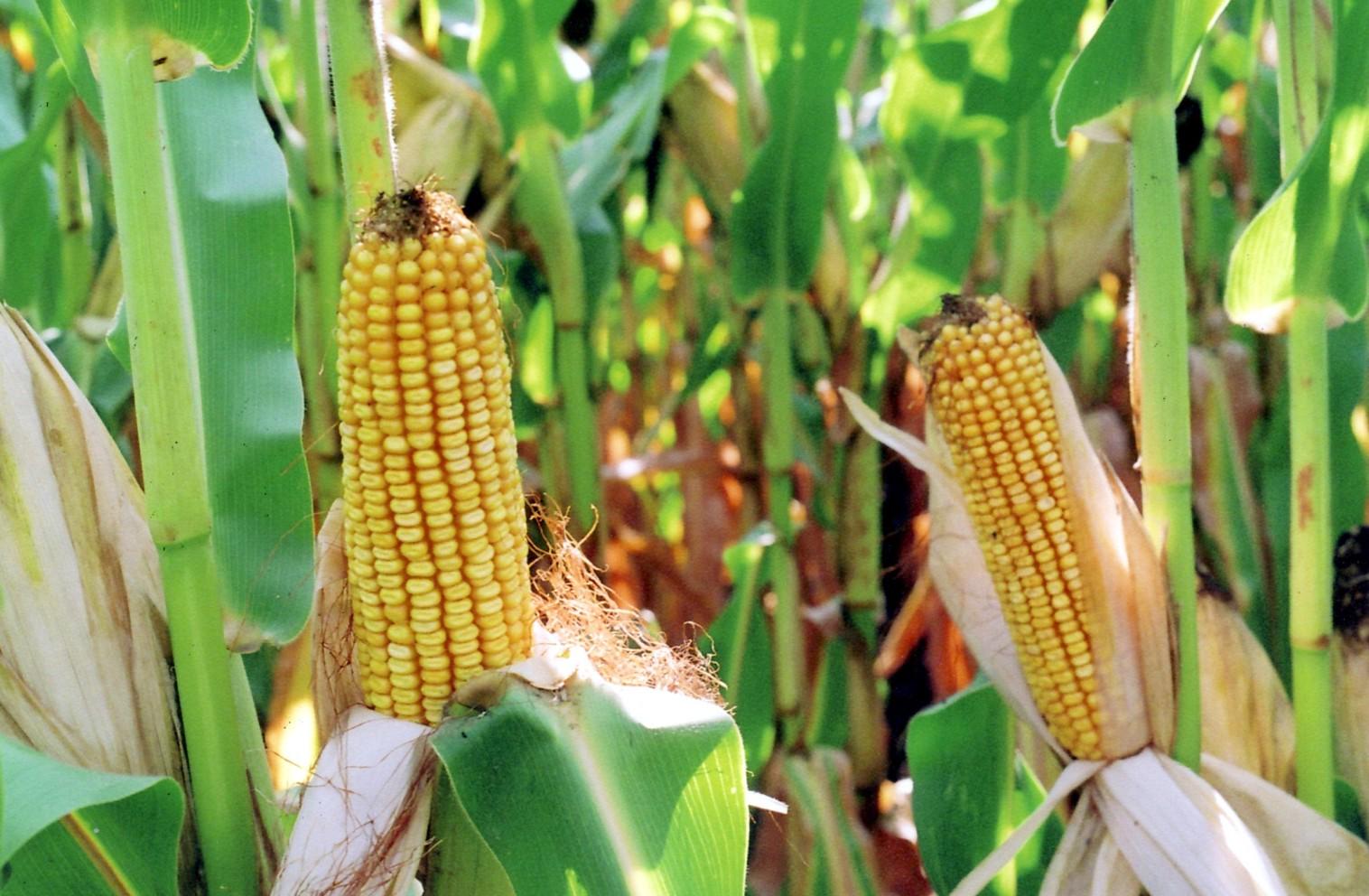 Ver imagen en Twitter Ver imagen en Twitter