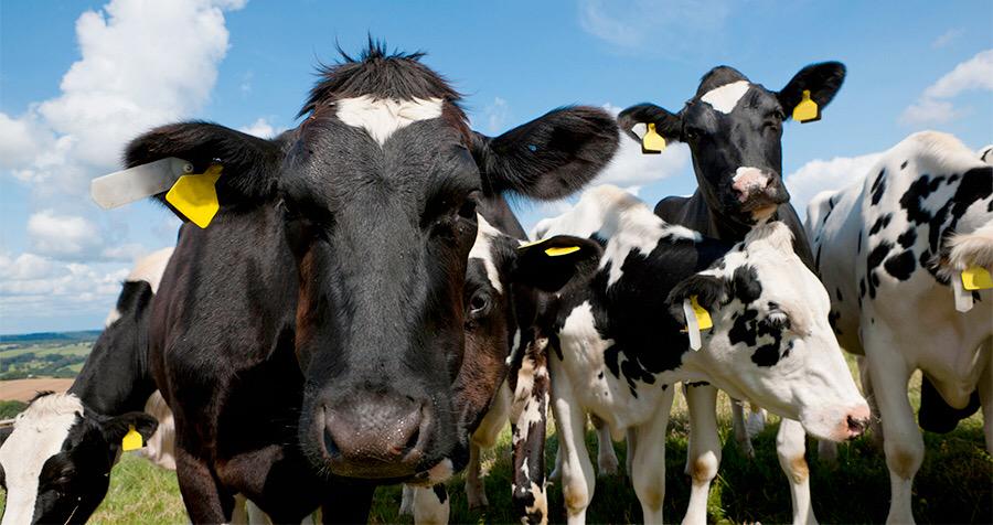 Back British Farming Day highlights need for greater UK self-sufficiency #buybritish: farminguk.com/News/Back-Brit…