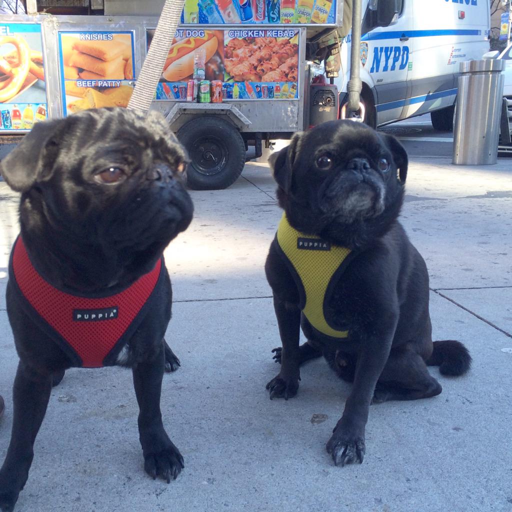 HamiltonPug's tweet photo. Real New Yorkers. #puggin @RealRufusPug http://t.co/YZYlJc3BUH