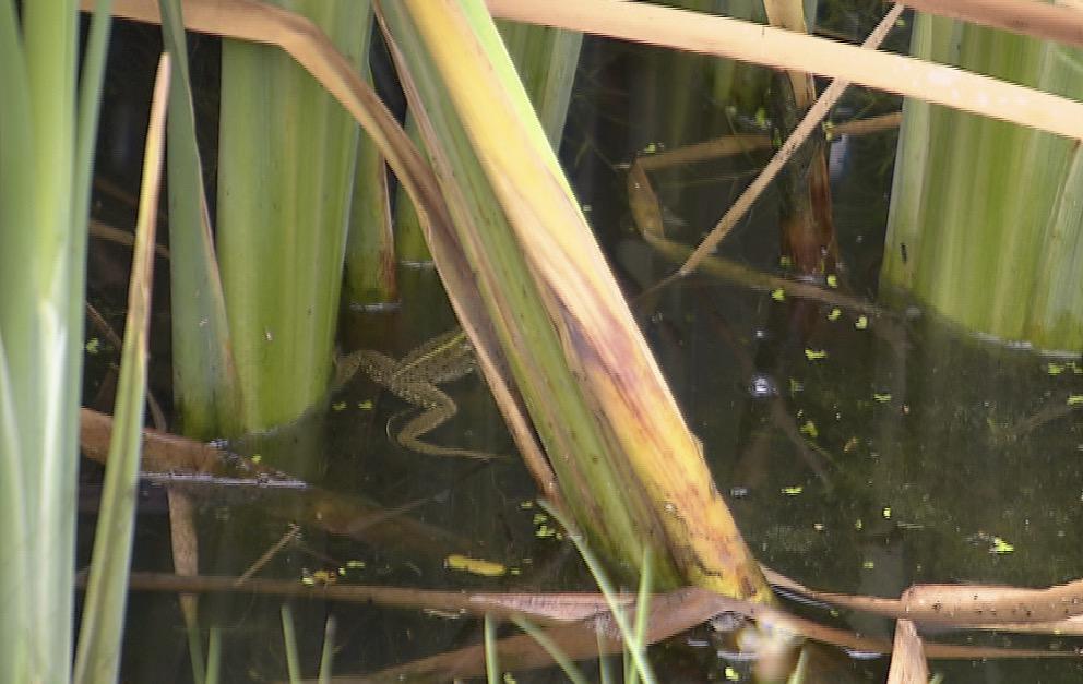 katharinalocher's tweet photo. Dieser Frosch schwimmt im Abwasser der A1 - aber keine Sorge, es geht ihm gut! 19.00, SRF1 #srfa1 #wunschreportage http://t.co/8XoaLTSn6p