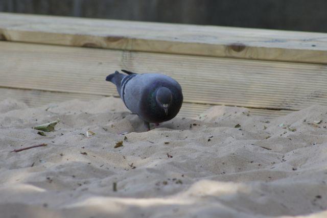 BrianPigeon's tweet photo. Phil from Brentwood walked on sand for the first time today. Totally bemused. Genius #goodtimes http://t.co/9j5qMxGf2y