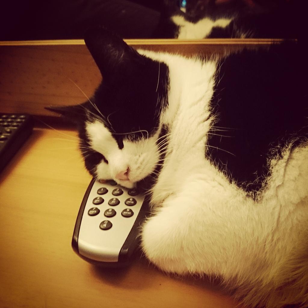 MoanerLeona's tweet photo. @AldiUK #PawsomePics here's my Cleo, she uses anything as a pillow http://t.co/lM0blmOQyI
