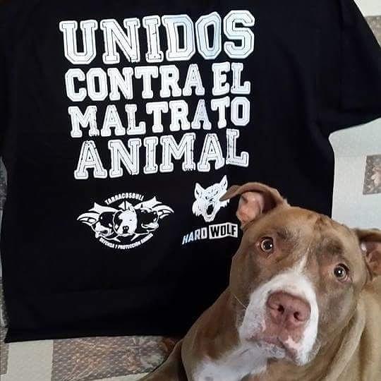 HardWolfWear's tweet photo. ¡UNIDOS CONTRA EL MALTRATO ANIMAL!
#hardwolf #tarracosbull #unidoscontraelmaltratoanimal #stopfightingdogs #pitbull http://t.co/5ssEJKeOVZ