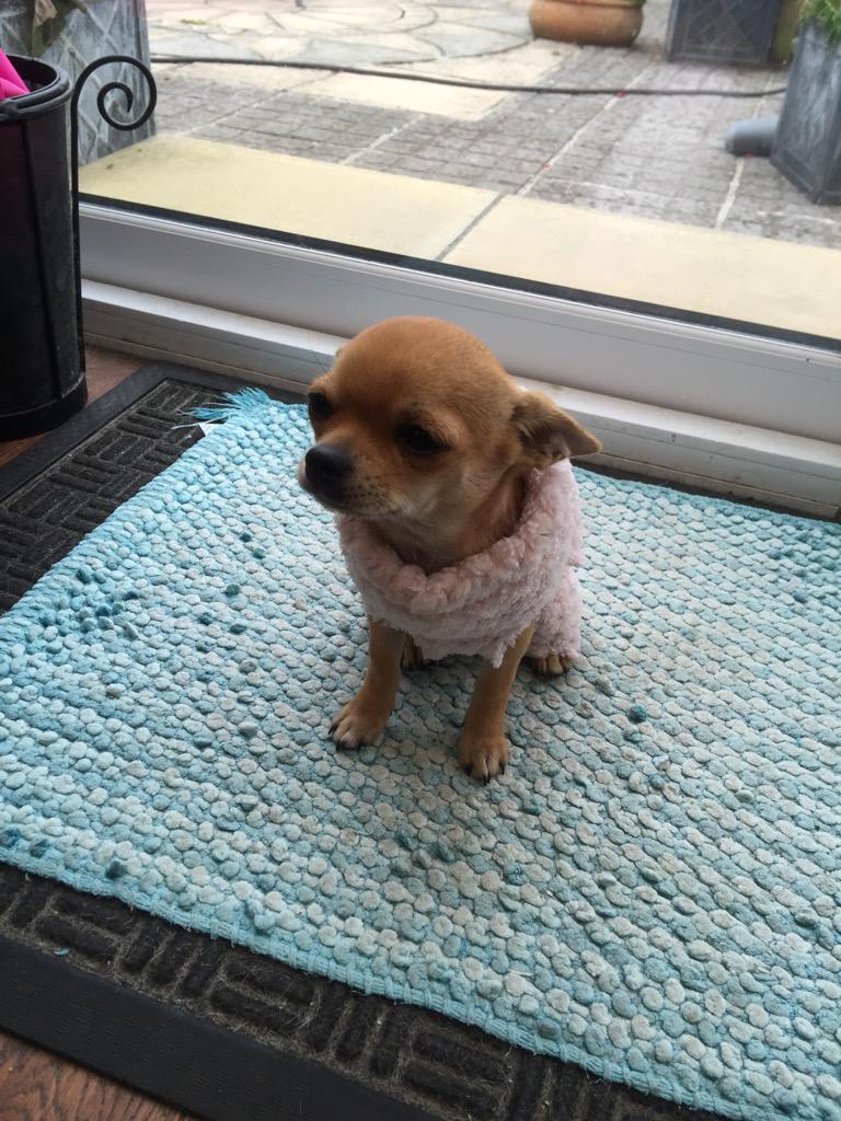 spuddypuppy's tweet photo. Ooooow citing who's going to be my 100th follower xx http://t.co/RHu414SLX9