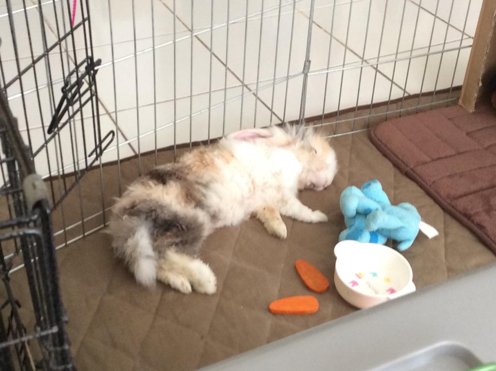 themonkss's tweet photo. Mayday mayaday !!!! Bunny down , bunny down @LivL0v http://t.co/ZppSjAx6KS