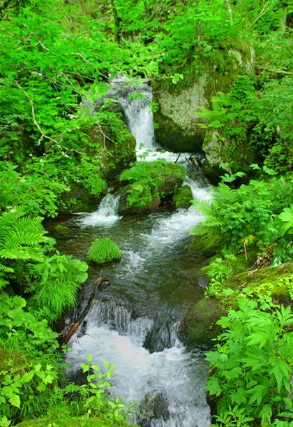 北海道渓流