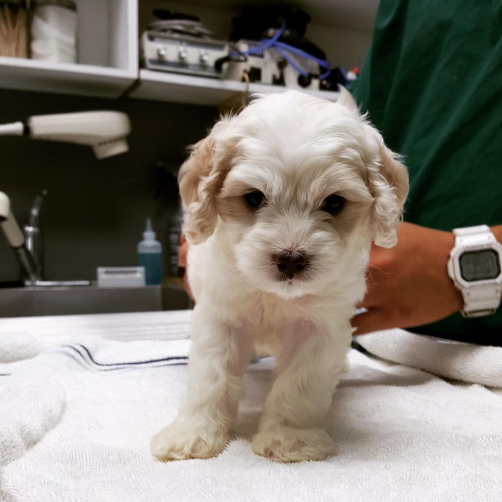 PouVetGroup's tweet image. Flea is up for adoption as of today! He is a cocker/maltese mix about 10 weeks old 🐾 3055981425📞