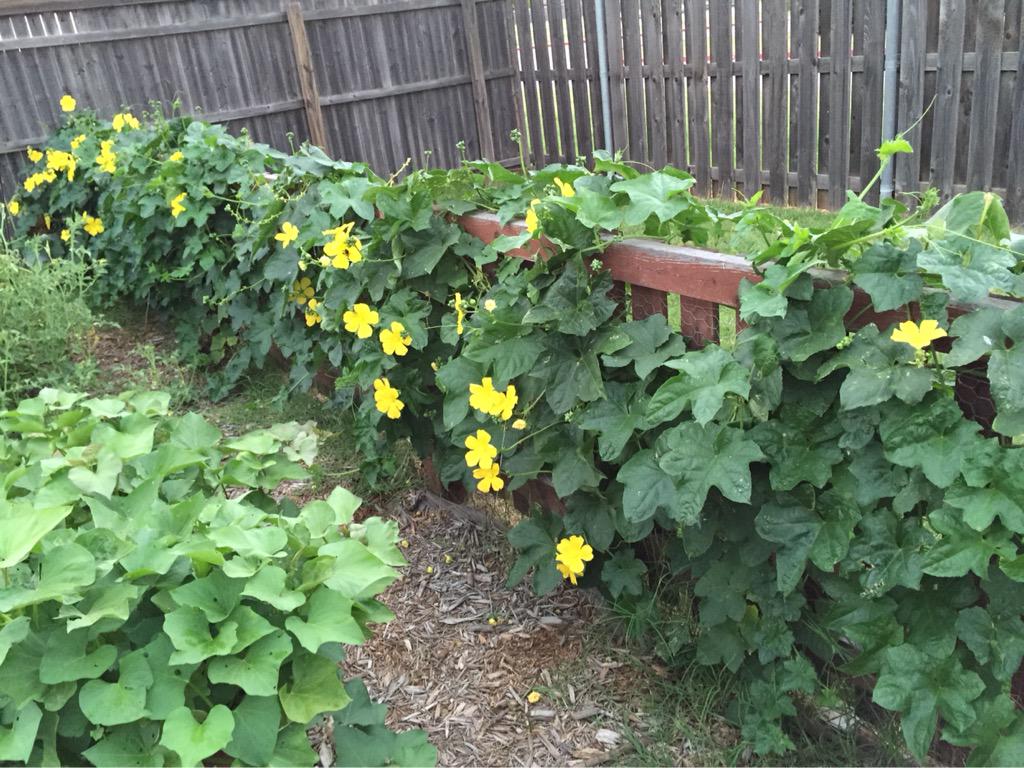 lemontreesoap's tweet image. #growbabygrow #loofasponge #lemontreesoapco