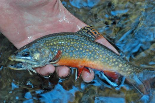 TroutUnlimited's tweet image. Meet the toughest #Pennsylvanian we know bit.ly/1MosT1k #brooktrout #flyfishing #TUNation