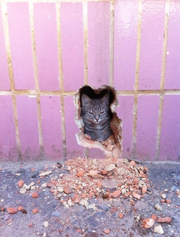 ILikeCatBooty tweet picture