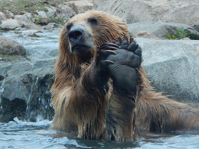 mnzoo's tweet photo. What color socks do bears wear? They don't wear socks because they always have bear feet! #ZooHumor #HappyFriday http://t.co/wAV0zt8EDw