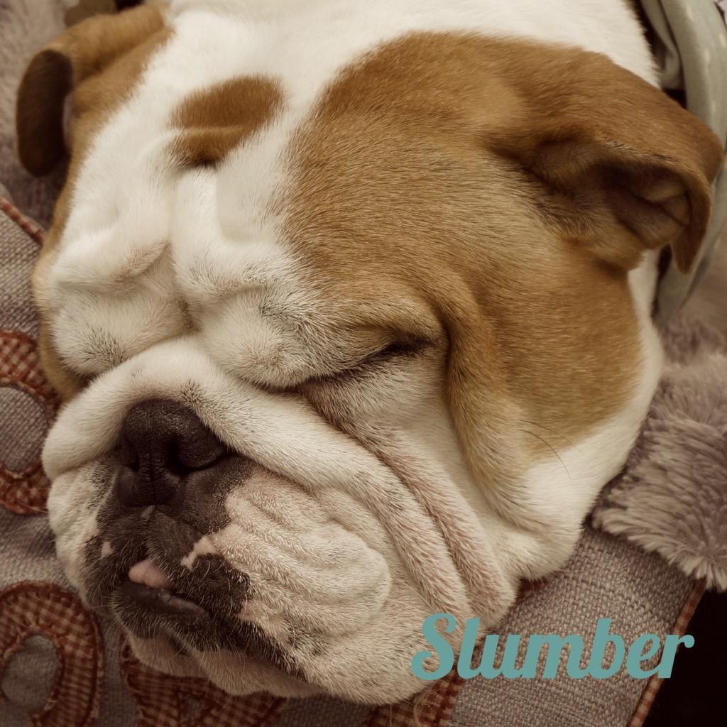 LLPrintDesign's tweet photo. Early night tonight! Ready for @_makersmarket @Spinningfields tomorrow @BibAndTuckUK #makersmarketmcr #bulldog http://t.co/kAV9AQXtGh