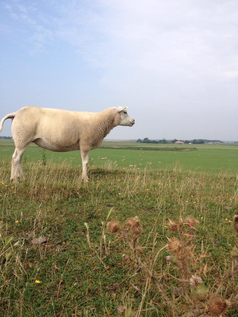 Het blijft altijd heerlijk om op #Texel te zijn.
