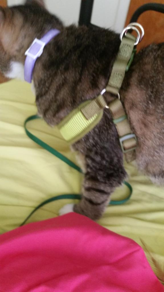 tyree_the_cat's tweet photo. Does anyone know if I put his halter on correctly? He doesn't seem bothered by it but I want to be sure. http://t.co/5VPbj3I8AV