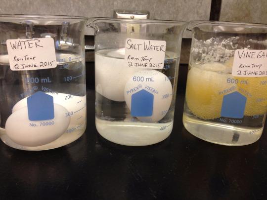 cenmag's tweet photo. What’s happening in this eggsperiment? Head over to http://t.co/0iCGbFOZu3 #cenchempics http://t.co/I26CU2kJNK