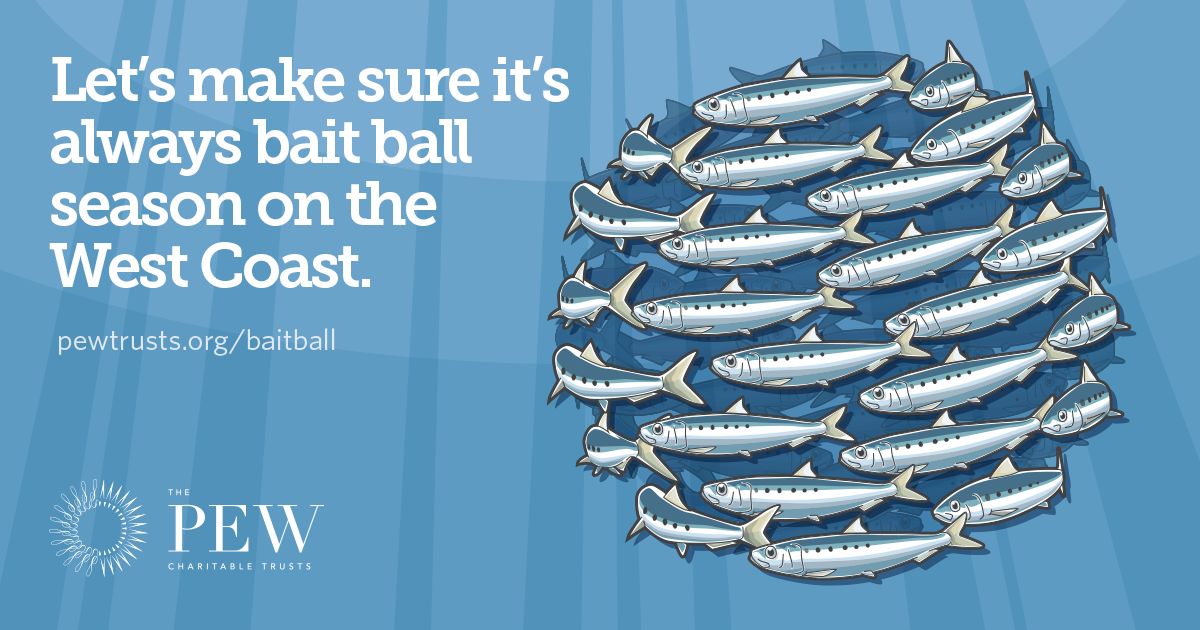 What is a bait ball—&amp; why is it crucial to marine food webs? <a href="/Pshivels/">Paul Shively</a> explains: bit.ly/1P7tNhZ