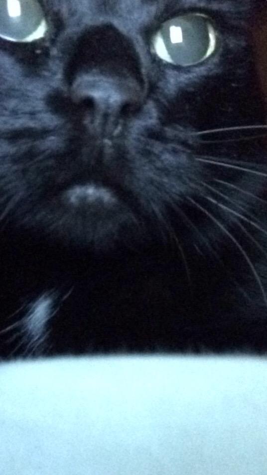 bing_riley's tweet photo. If you live near me keep your eyes open for a black cat. she went missing this morning😭 #FindMoose http://t.co/LYCCLouxxX