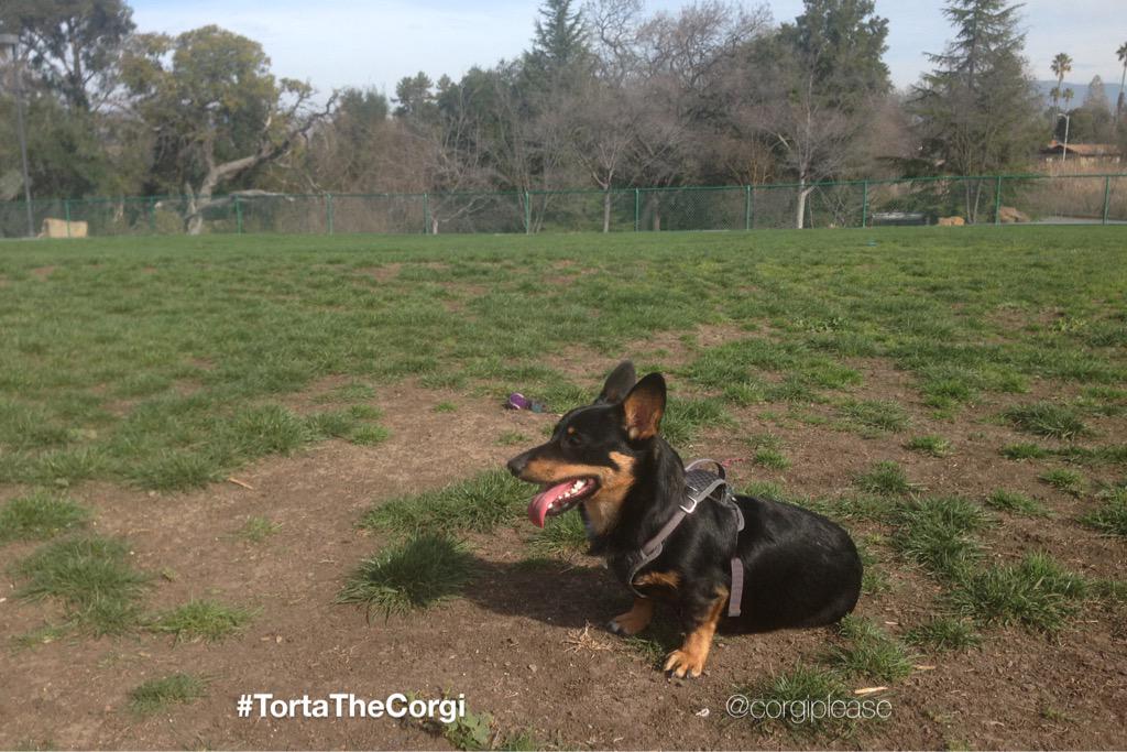 CorgiPlease's tweet image. Side view #check! #🐕 #corgi #ウェルシュ#コーギー #ウェルシュコーギー #sideview #checkbeforeyoubet #park #ball #grass #sidekicksUNite
