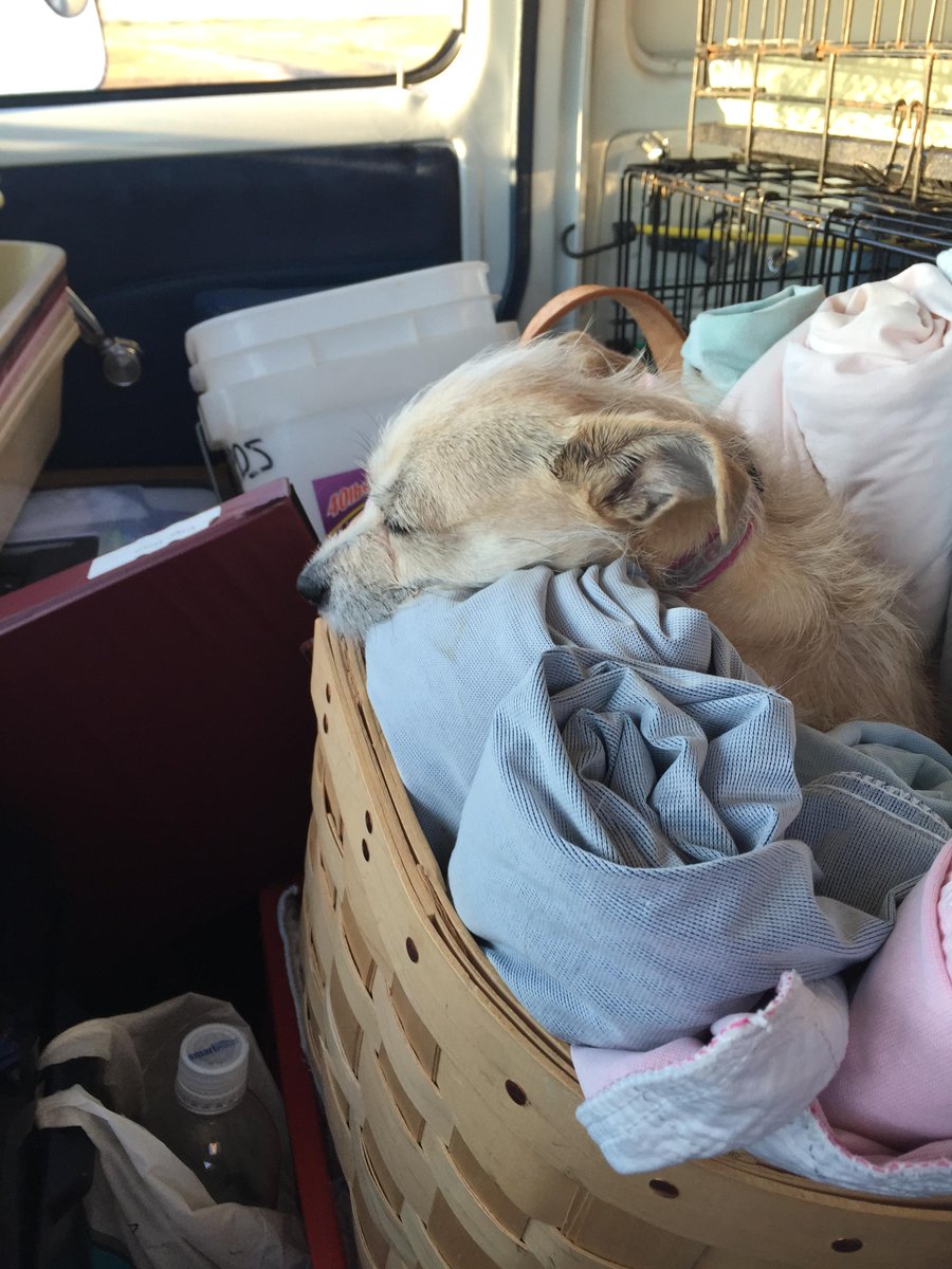 McGidget's tweet image. #adoption event in Woodland Park was so #exhausting! I helped find my friends some new homes! More needed #rescuecats