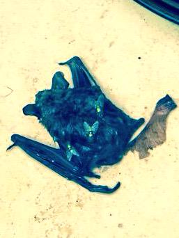 cshore222's tweet photo. @batshake1 To cheer you! 💕 (this was waiting for me outside my back door recently.  Tough night, I guess) #here4fun http://t.co/ZAPOKyV58e