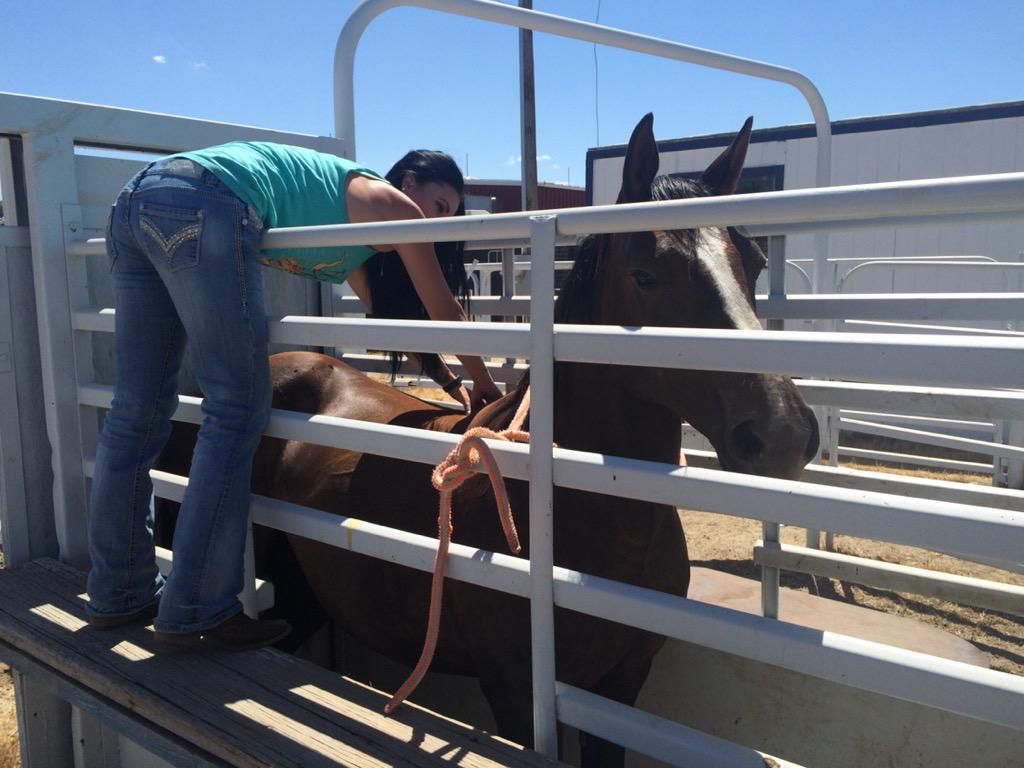 I also got to work on Georgia Girl, NFR alternate bare back horse! Owned by Franzens of Powder River Rodeo