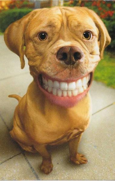 juniorfse's tweet image. 