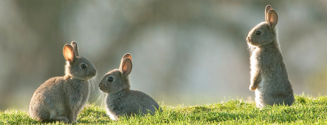 PETTRADE_LIVEST's tweet photo. http://t.co/OY5AvF5kJx