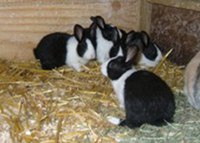 PETTRADE_LIVEST's tweet photo. http://t.co/Vl0mzRQaAk