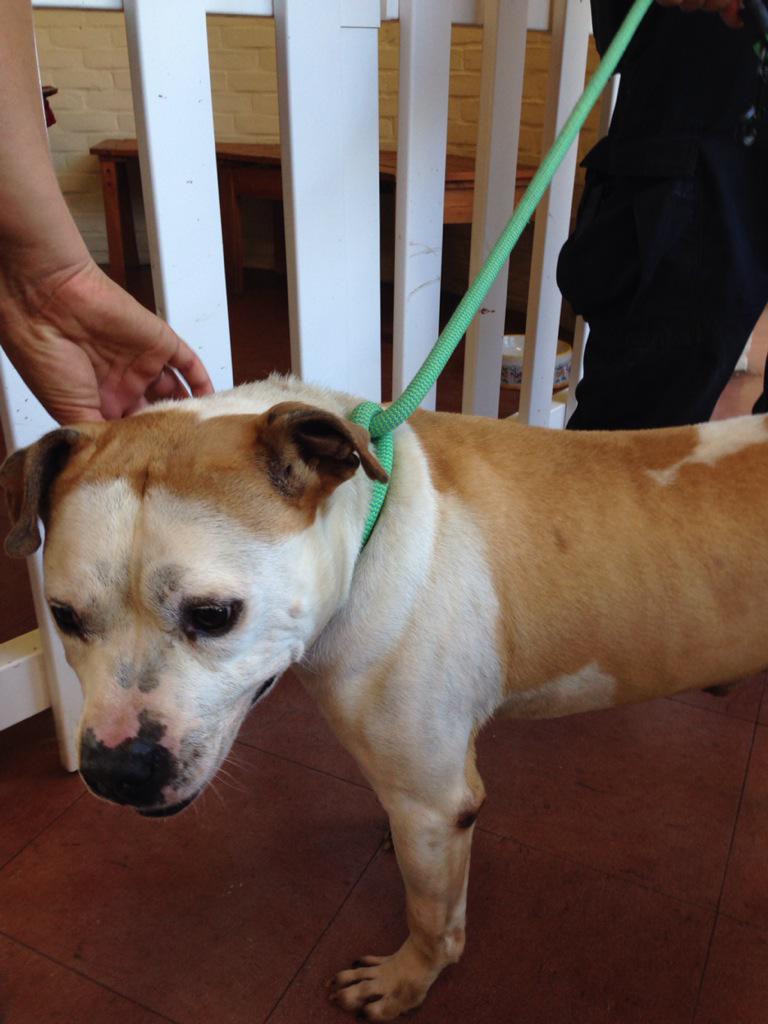 Senior dogs need a home too! 10year old Sanford is at New Haven animal shelter and needs a family! #ClearTheShelters