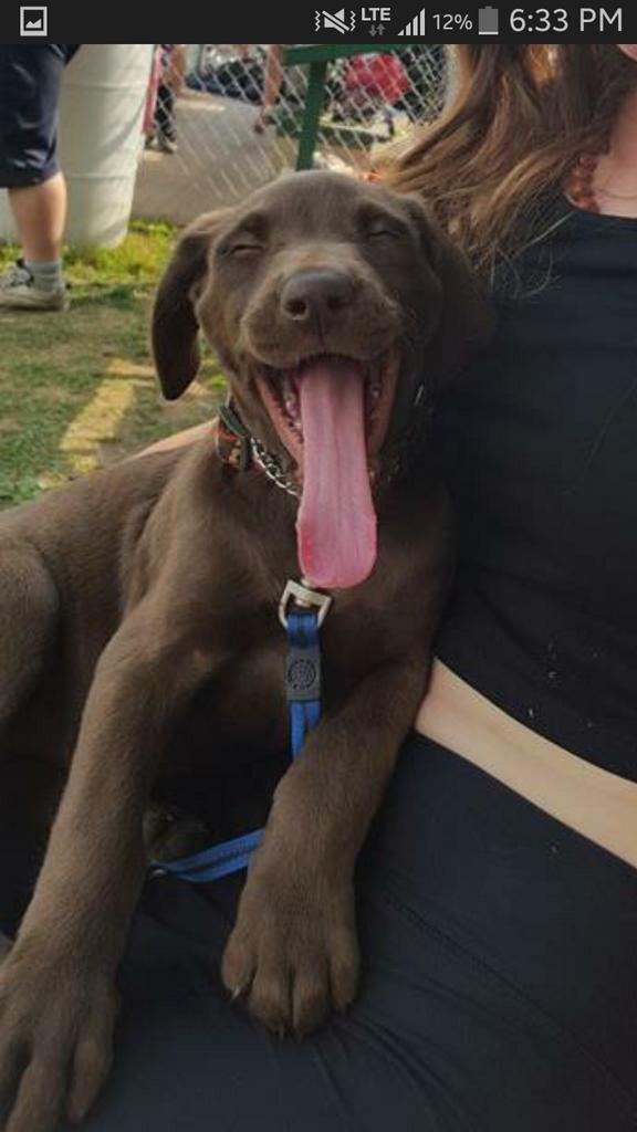 emilyakgolding's tweet image. Nate got a new puppy #IWantOne #SoFuckingCute