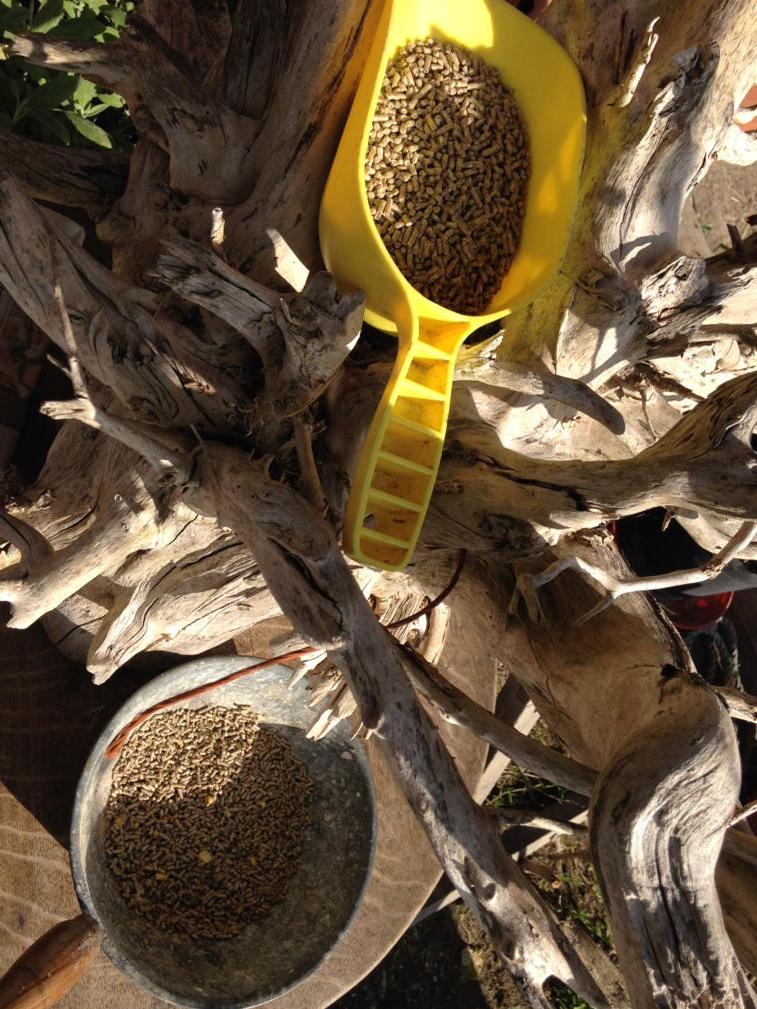 ChantryFarm's tweet photo. Layers pellets not as popular with Fat Hen as clover, blackberries and banana. http://t.co/Ty26OlolMD