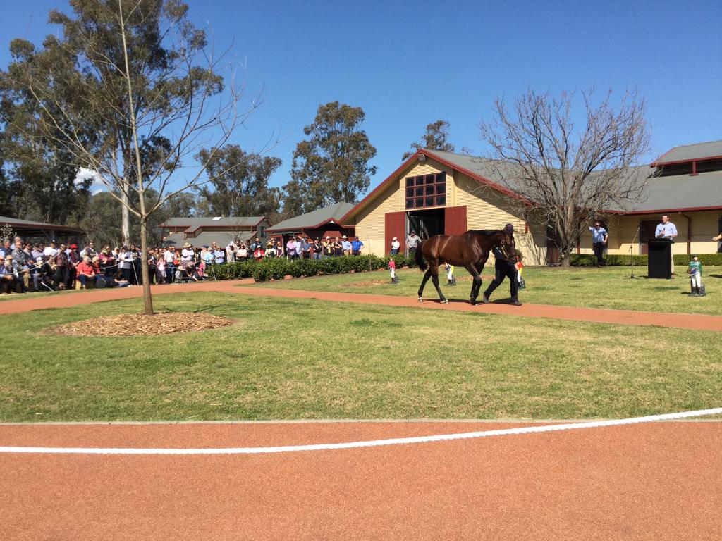 SkyRacingAU's tweet photo. Here he is..the 'rock' that @NewgateFarm's foundation is built on: Foxwedge! The highest rated son of Fastnet Rock! http://t.co/vmHowIJokb