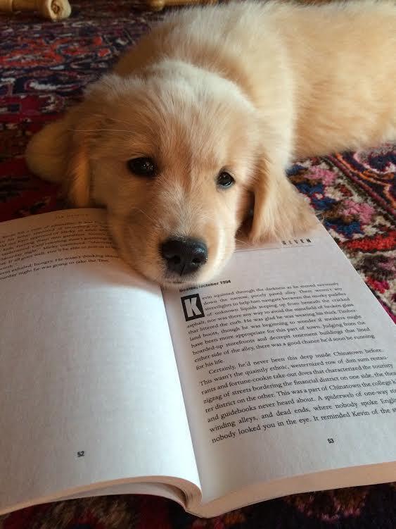 OMGAnimaIs's tweet photo. Watcha readin? https://t.co/2Rvi2A5nFi