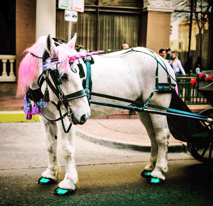 🎶 Do you believe in Magic... 🎶 #getawayunicorn #justmarried #weddingmagic #makebelieve #unicornandbuggy #believeit