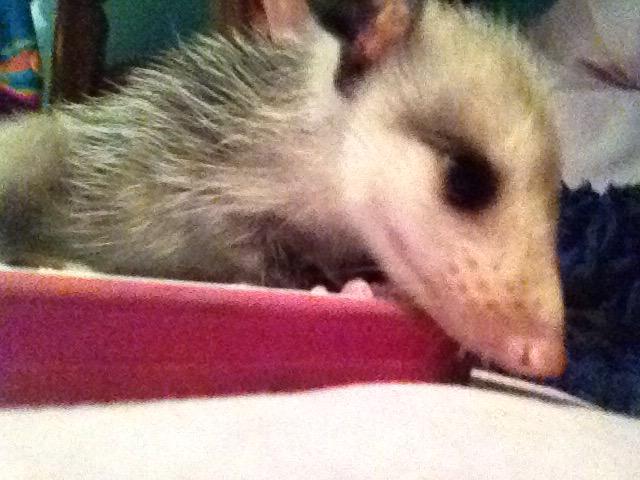 AshlynFast's tweet image. This the baby possum that my dad found. It is now in the care of people who will raise it and then set it free.
