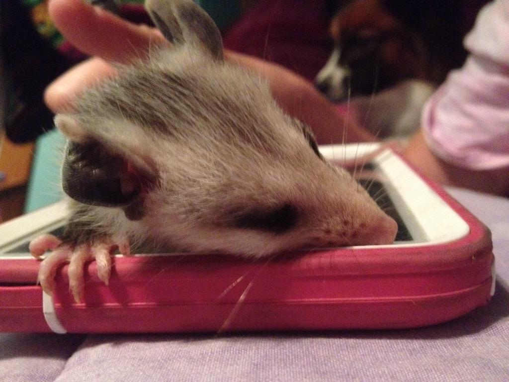 AshlynFast's tweet image. This the baby possum that my dad found. It is now in the care of people who will raise it and then set it free.
