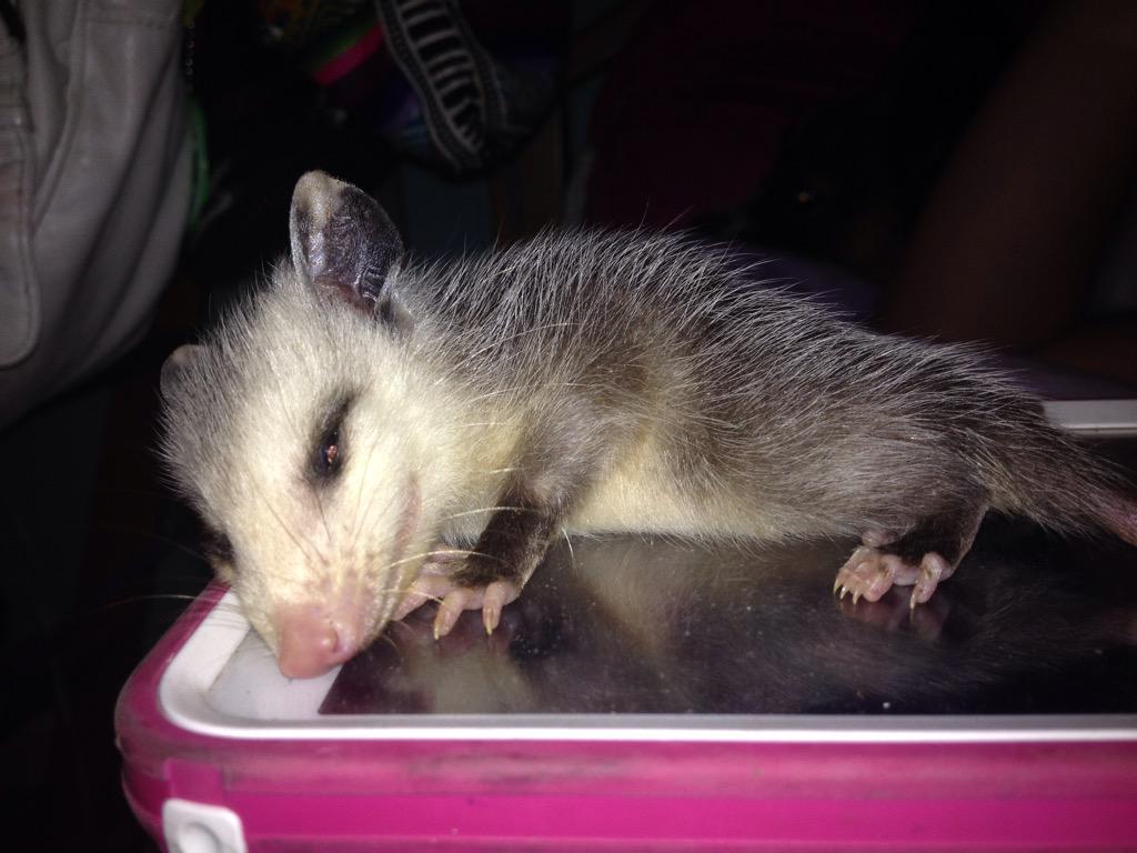 AshlynFast's tweet image. This the baby possum that my dad found. It is now in the care of people who will raise it and then set it free.