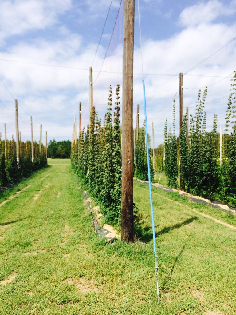 cardinalpine's tweet image. Looking forward to our harvest in just a hours. #ncbeer #hops #ncgrown