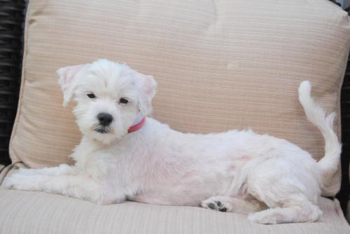 petfinder maltese