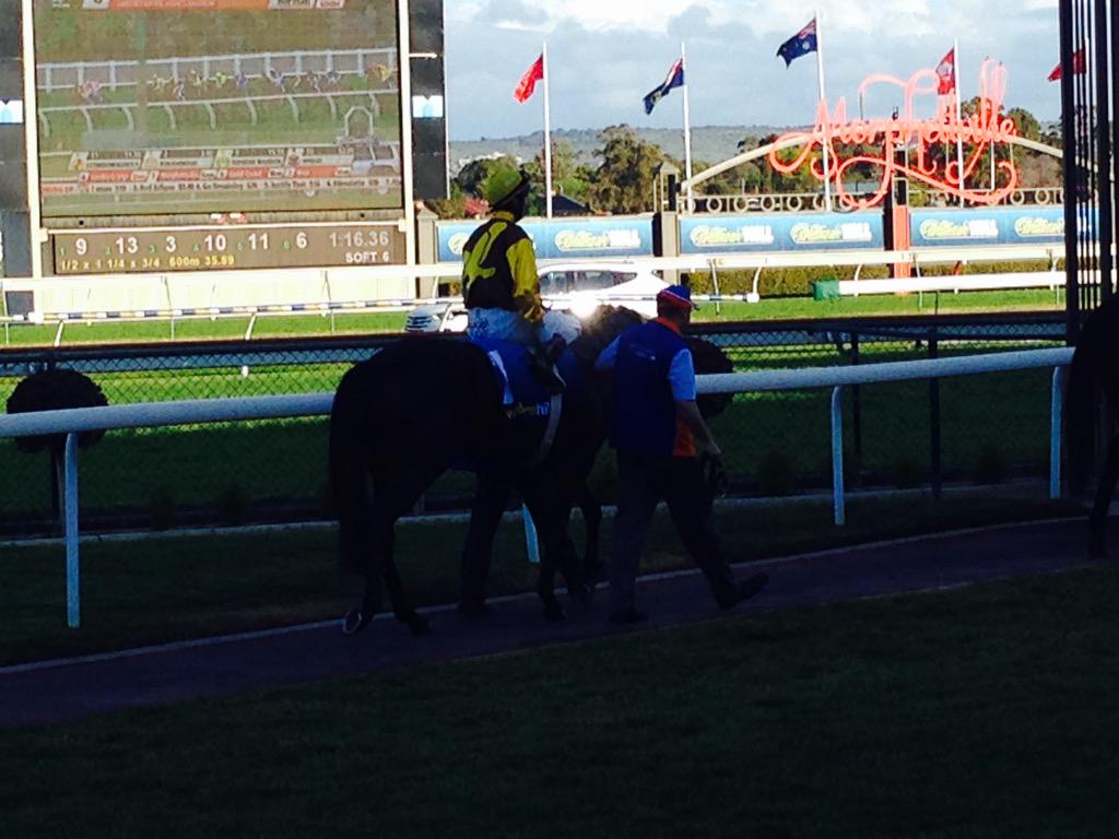 ItsMattsy's tweet photo. Alpine Eagle looks nice and relaxed in the yard. #barracking http://t.co/z8srGy6jNL