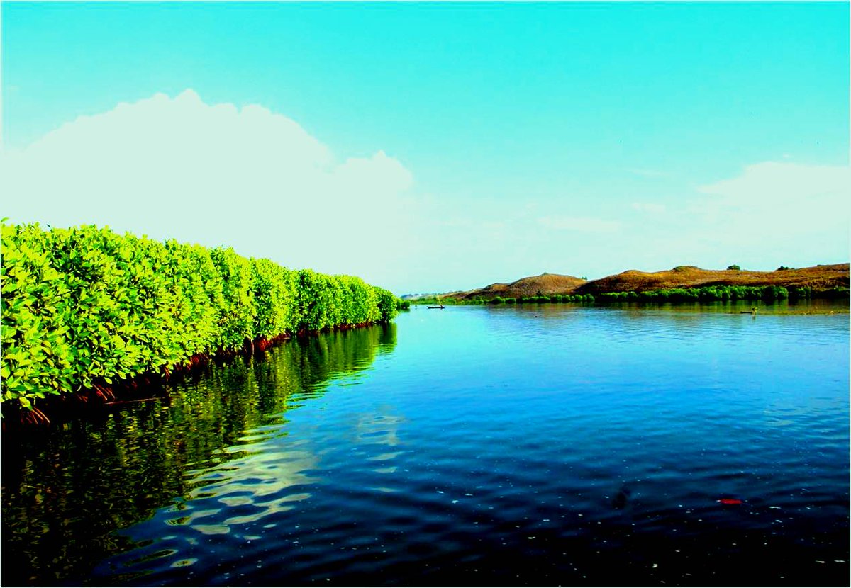 monev mangrove...alhamdulillah tumbuh bagus...ayoo lestarikan