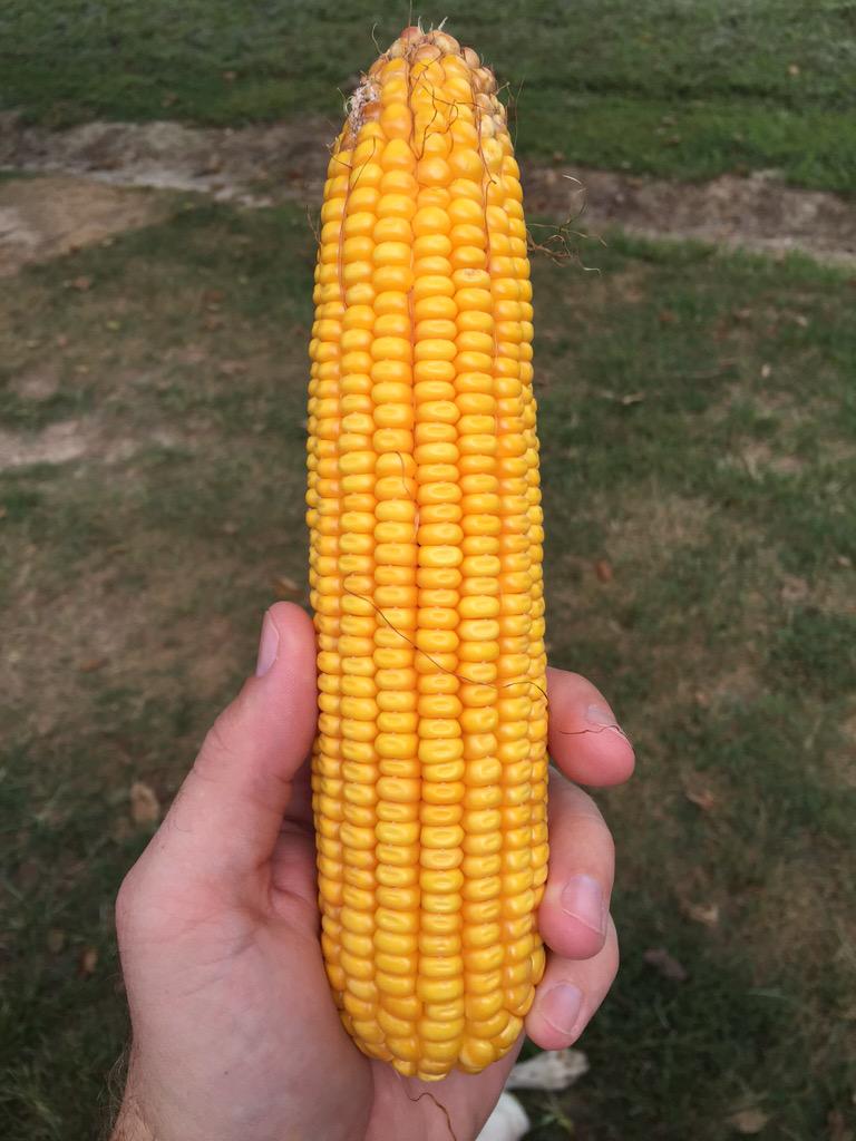 Dekalb 65-19 looking pretty good. #corn @ASDK_KY_SIN. Randomly picked ear.