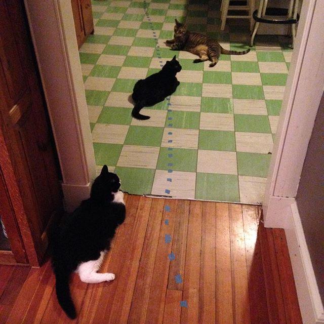 helgagrace's tweet photo. The road ahead will be long, and strewn with cats... @surlyspice  #ChesterDapperCat #BeanS… http://t.co/9JVnTeNmVA http://t.co/f3ONEcmwFH