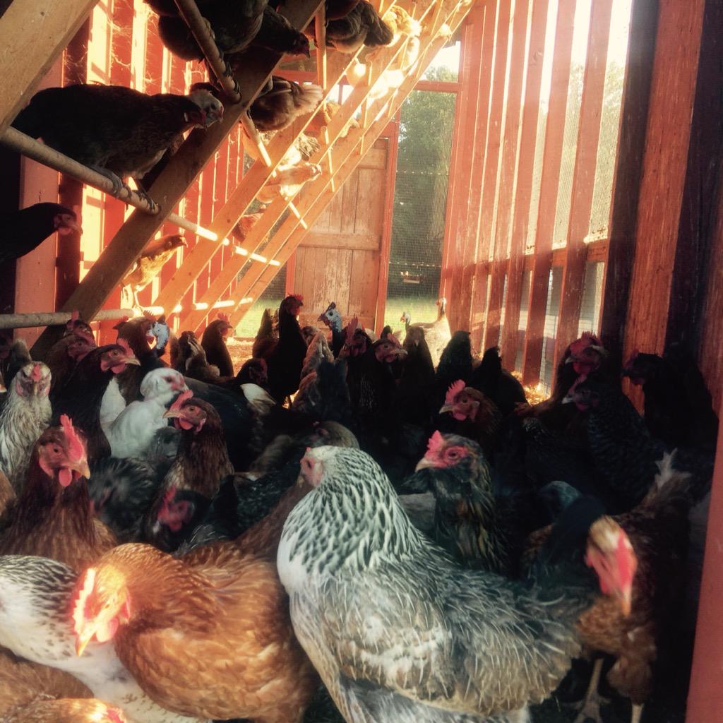 SassafrasFork's tweet photo. Rise &amp; Shine with our pastured chicken eggs tomorrow morning! @SDFarmersMarket http://t.co/1OGBpYDTnw