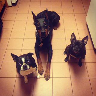 Frenchie_Cute's tweet photo. Treat hypnosis featuring Kane #bostonterrier #frenchbulldog #doberman http://t.co/7yWSwd7Aua http://t.co/dd5SQgHchA
