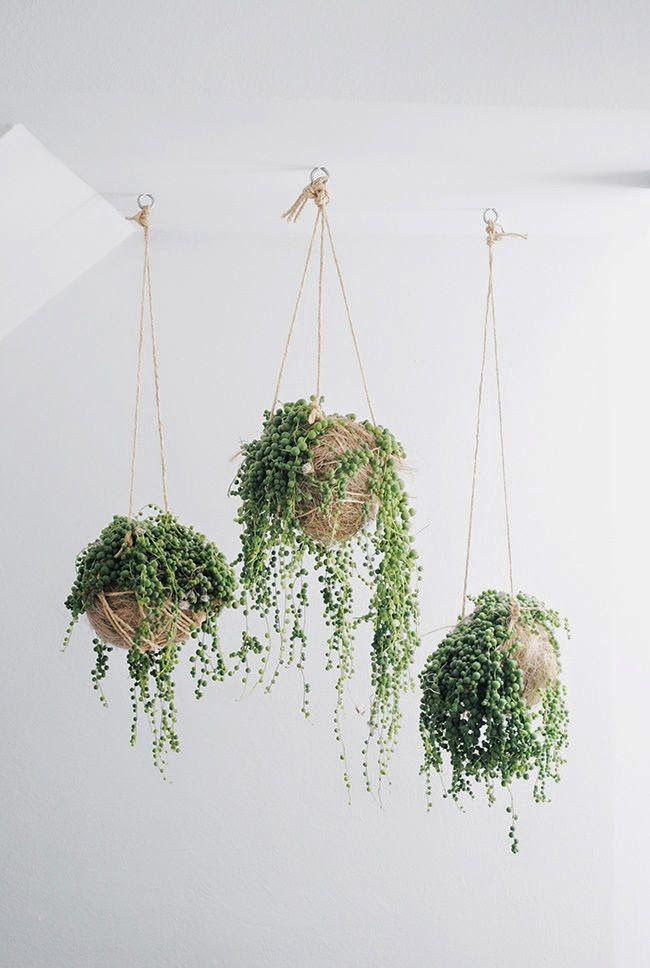 Finfoots's tweet photo. Let's see which plant best matches your personality traits http://t.co/5DVmylhD61 #interiors #plant #personality #植物 http://t.co/BPRtKLHCf1