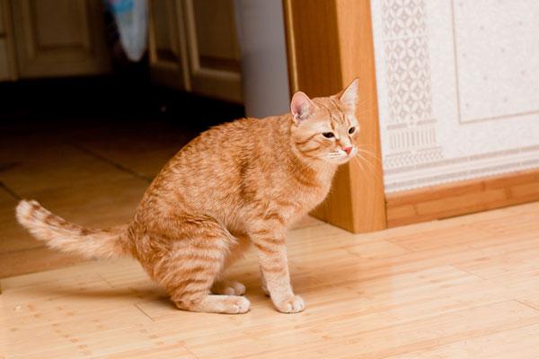 화장실을 사용하는 것은 내가 더러운게 싫어서 그런거다냥. 그 화장실이 더러워지면 나는 다른 깨끗한 장소를 사용할거다냥!