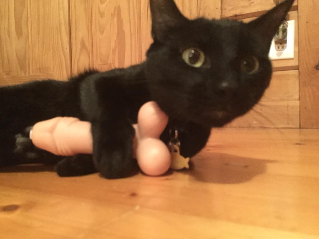 Cat penis of pics What Does