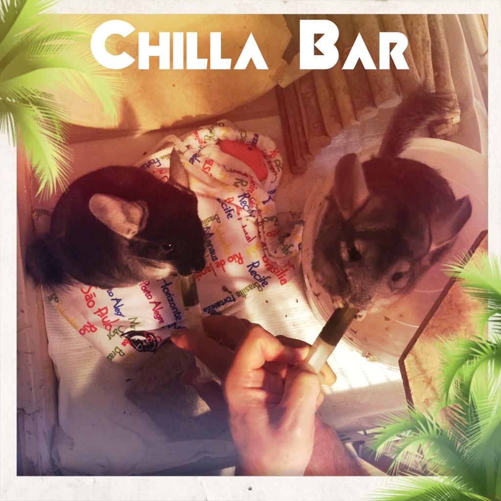 Smoothie anyone? #summer #chinchilla #cooling