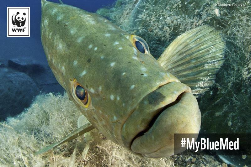 WWF's tweet image. A grouper can change sex to favour reproduction! Intriguing things happen in #MyBlueMed: mybluemed.org